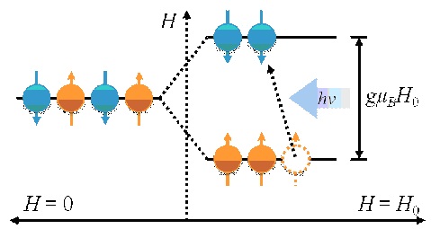 esr2